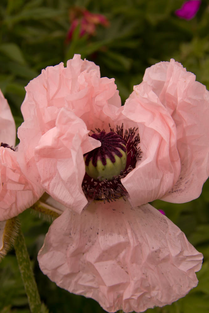 rosa Mohn