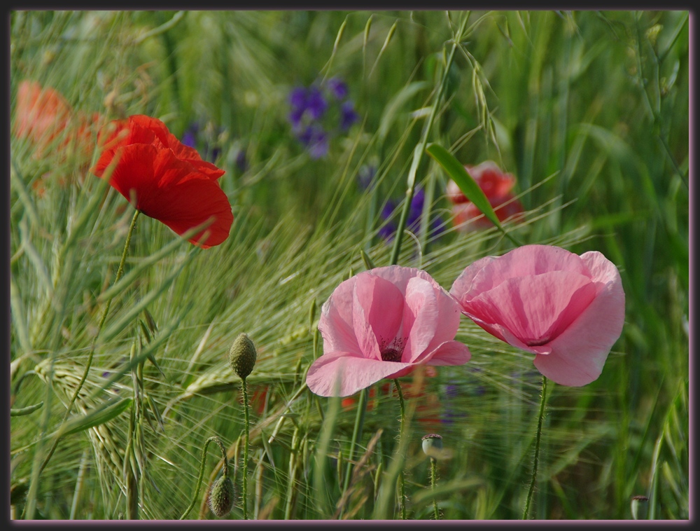 rosa Mohn