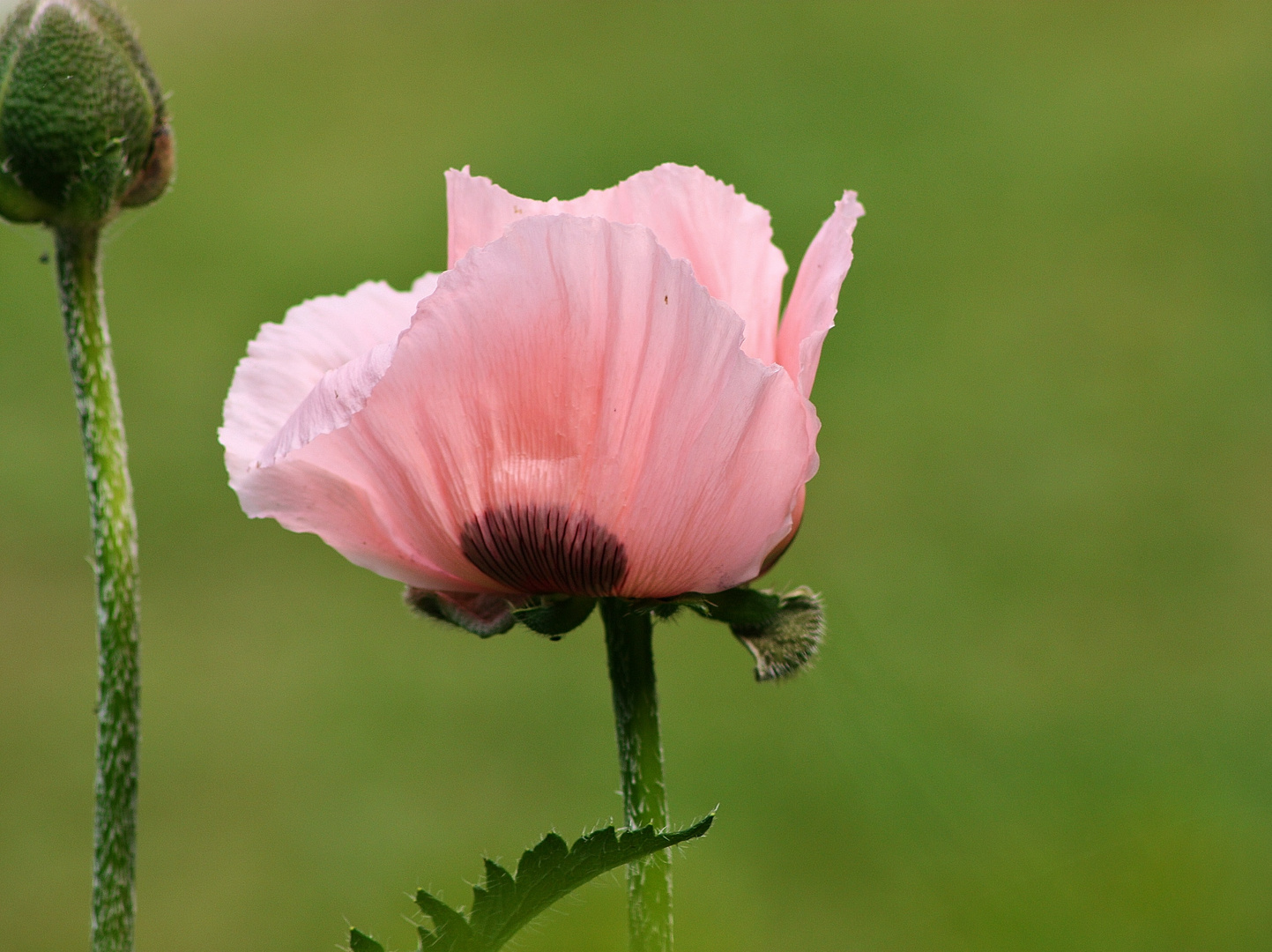 Rosa Mohn