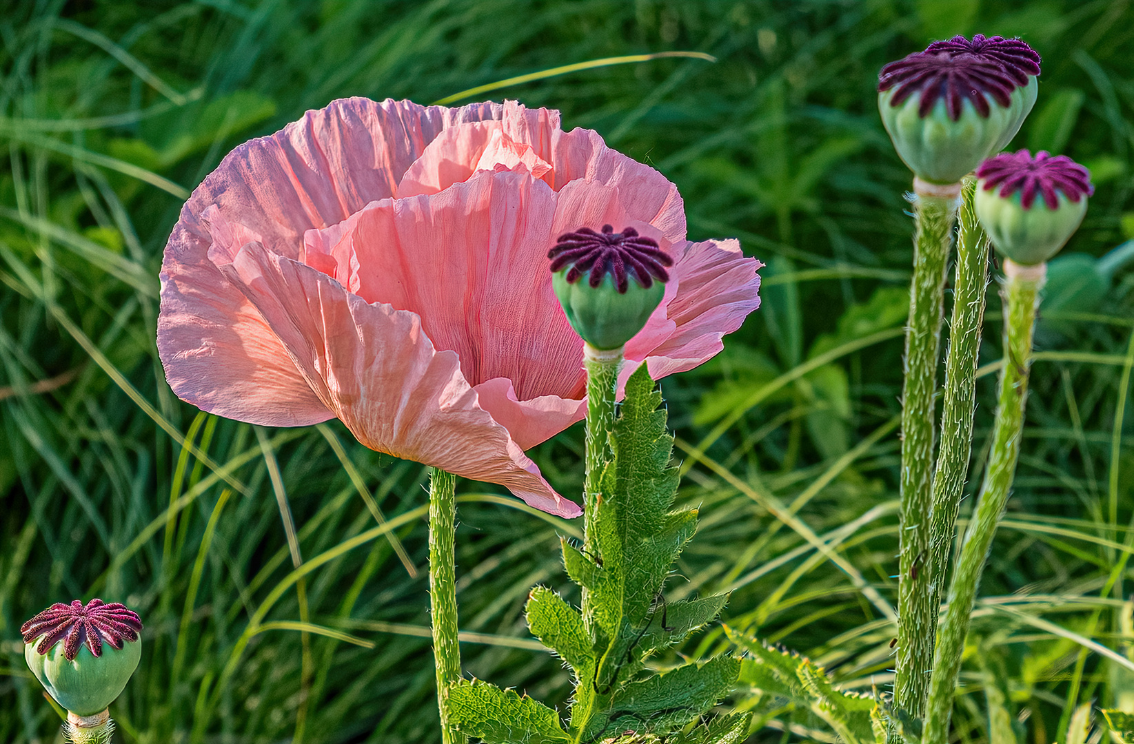 Rosa Mohn