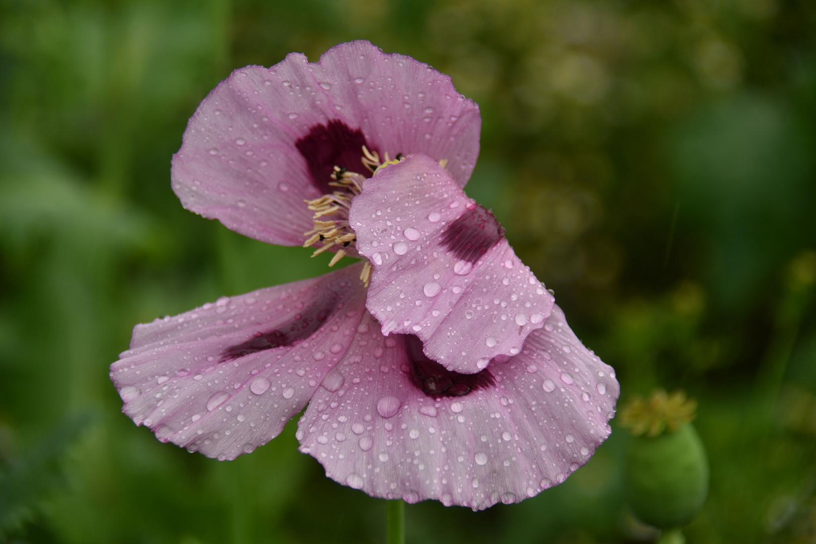 Rosa Mohn