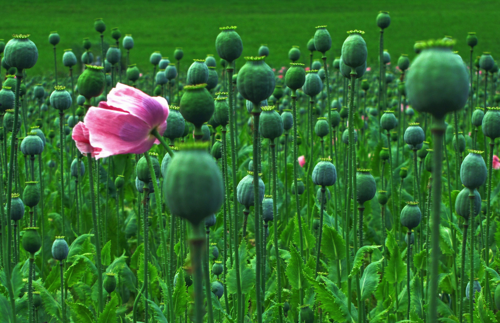 Rosa Mohn