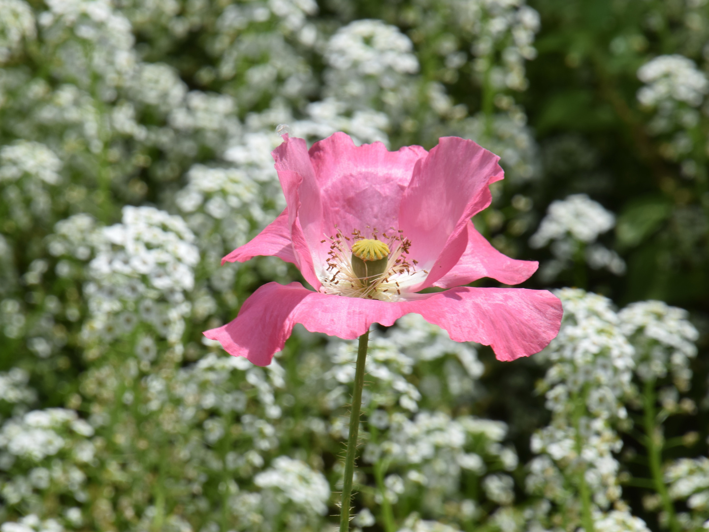 Rosa Mohn