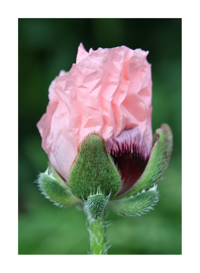 Rosa Mohn