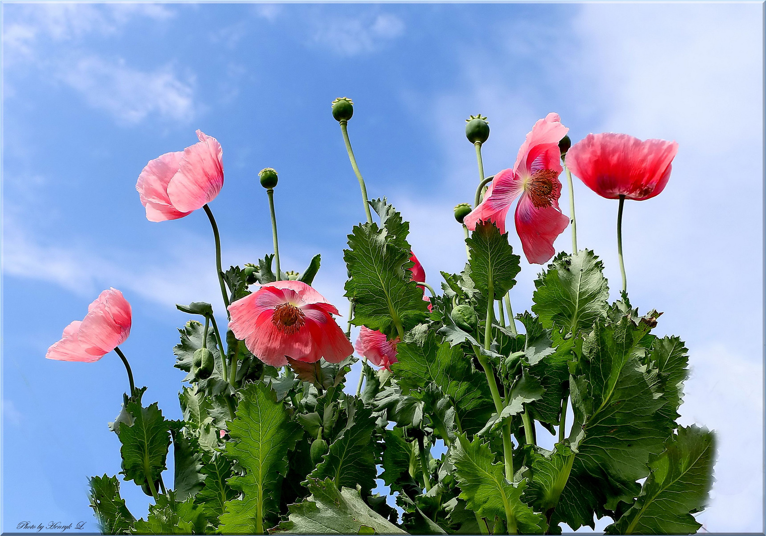 Rosa Mohn......