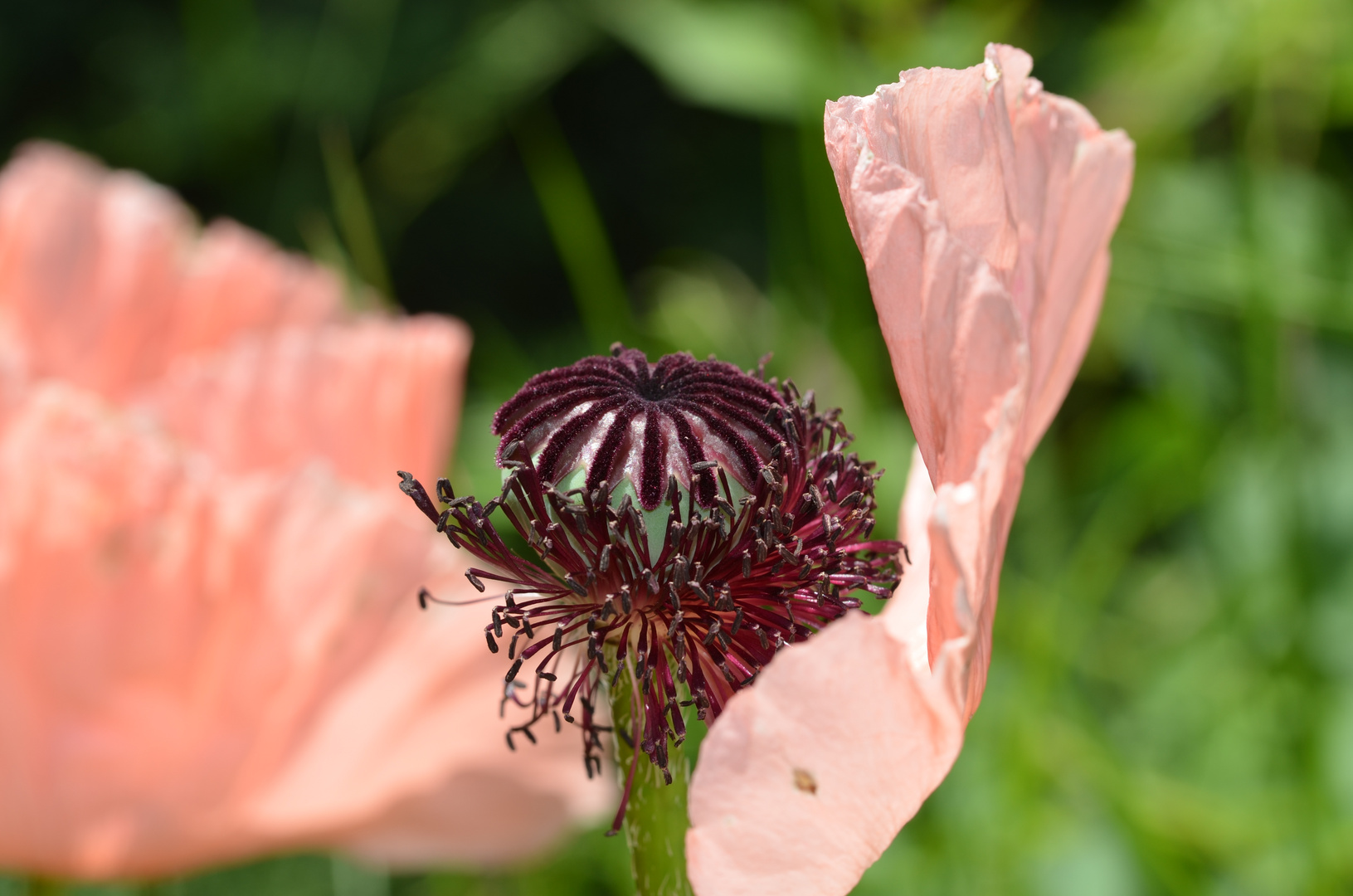 rosa Mohn - das letzte Blütenblatt