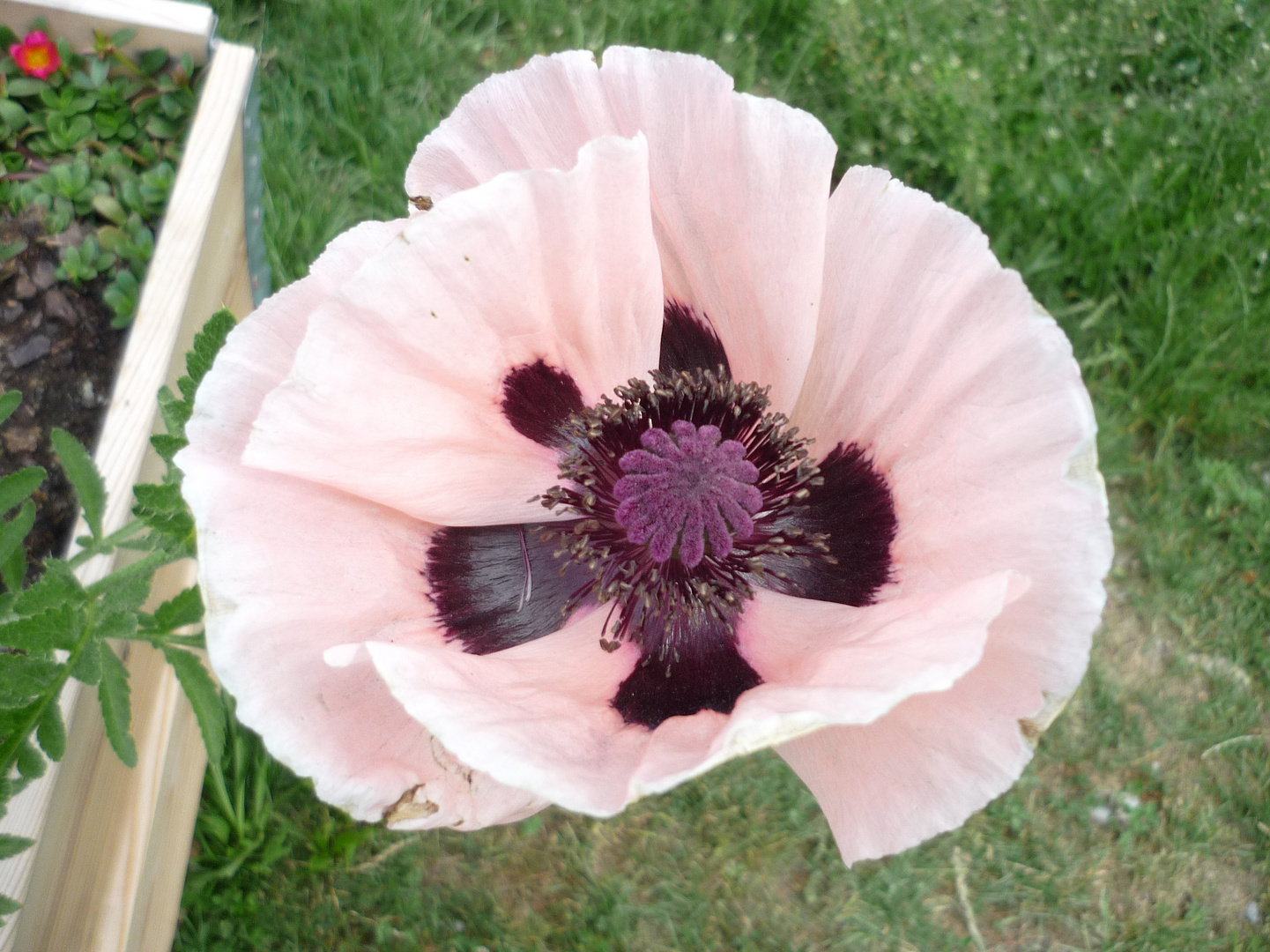 Rosa Mohn Foto & Bild | pflanzen, pilze & flechten, blüten