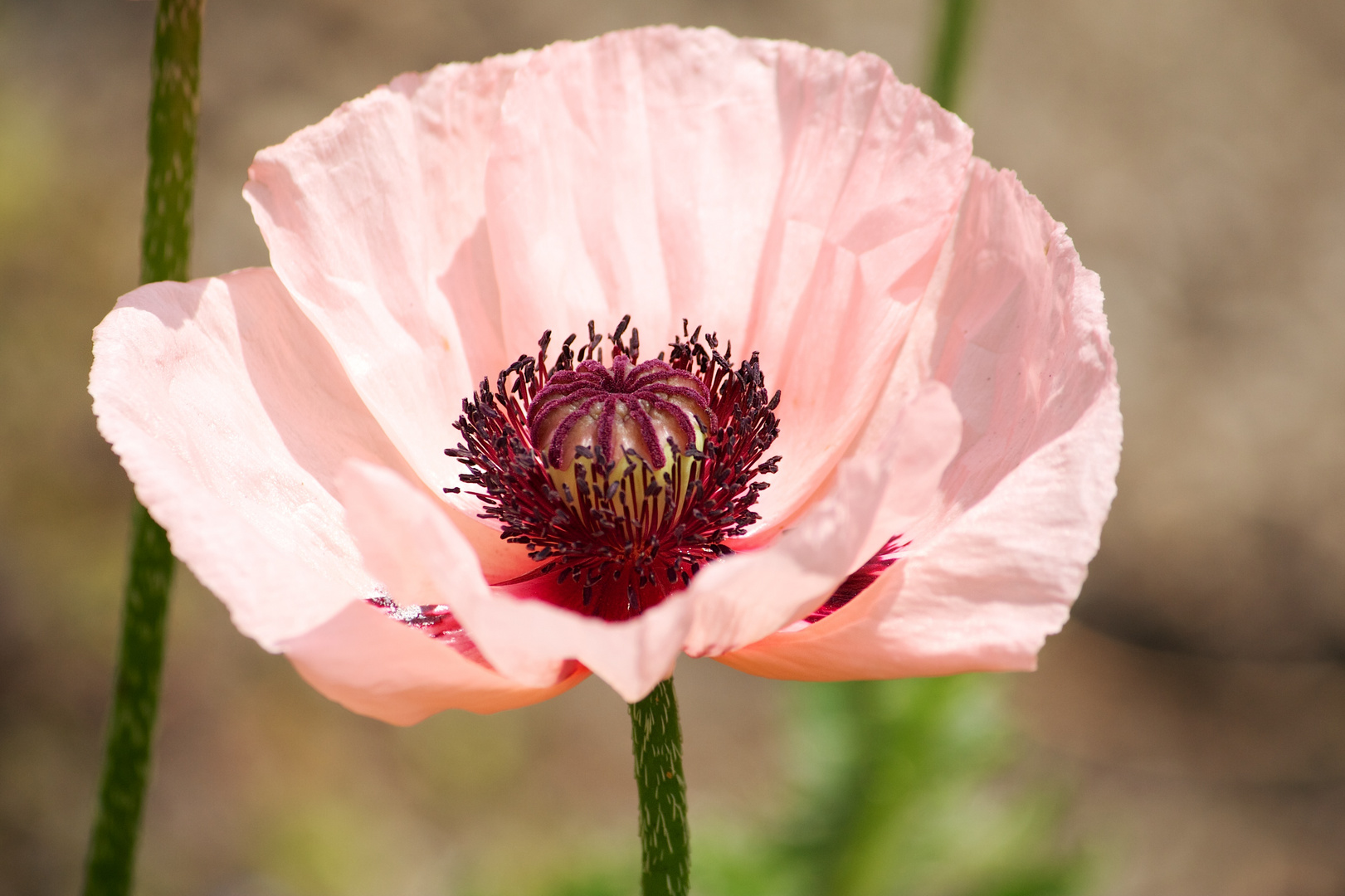 rosa Mohn