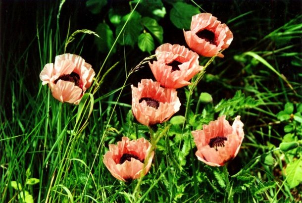 rosa Mohn