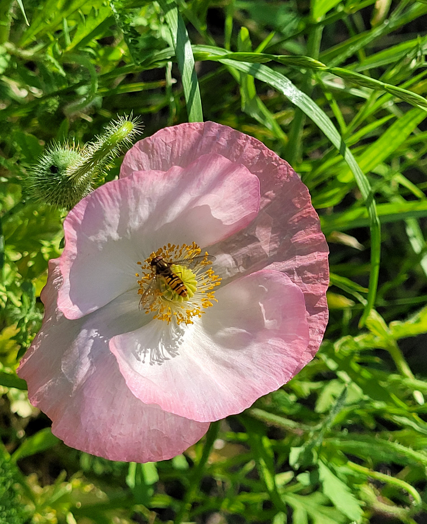 Rosa Mohn-gefüllt ;-)