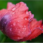 rosa Mohn im Regen