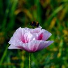 Rosa Mohn mit Hummel im Anflug