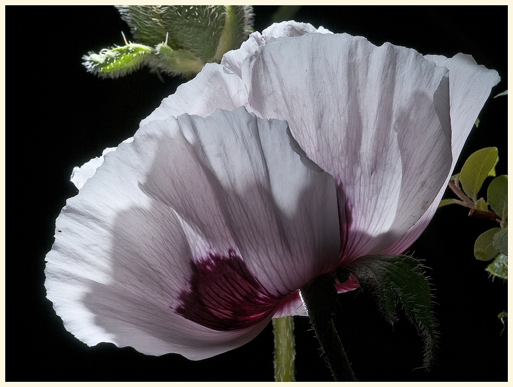 rosa mohn, nachtaufnahme