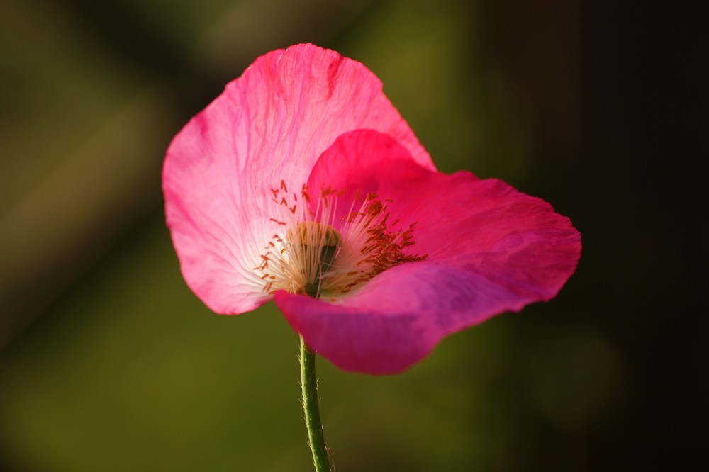 Rosa Mohnblüte