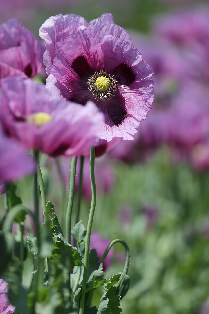 Rosa Mohnblüte