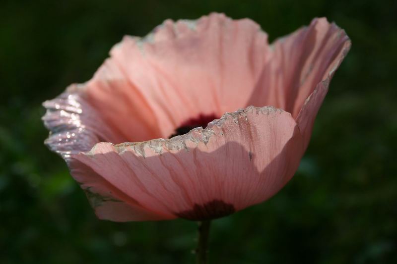 Rosa Mohnblüte