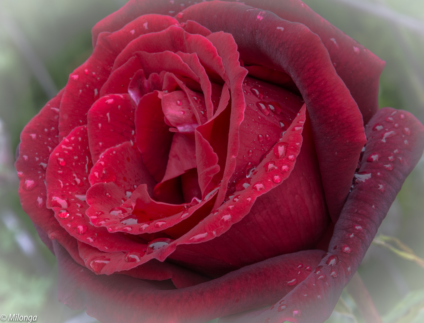 Rosa mojadita por la lluvia de mayo