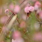 Rosa Moorblüte