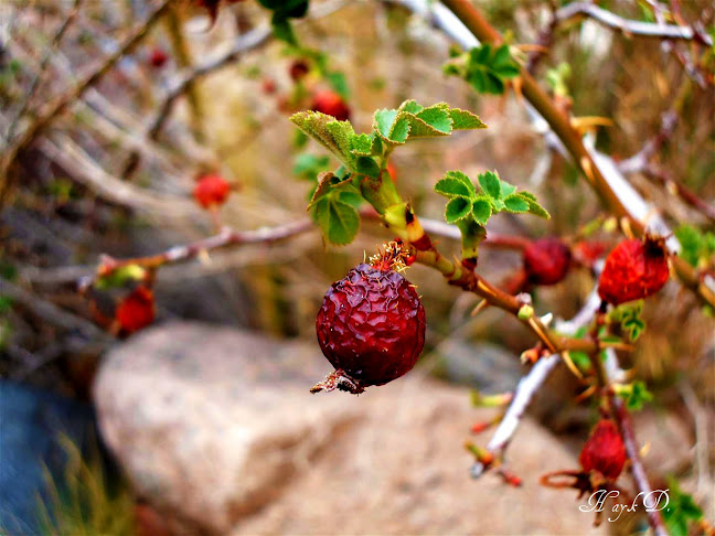 rosa mosqueta