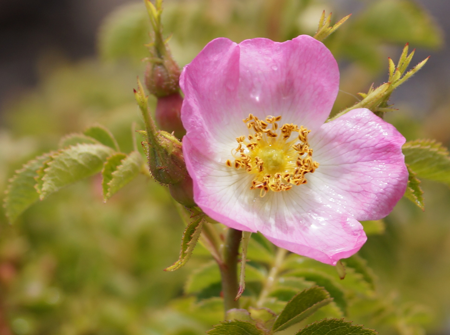 rosa mosqueta...