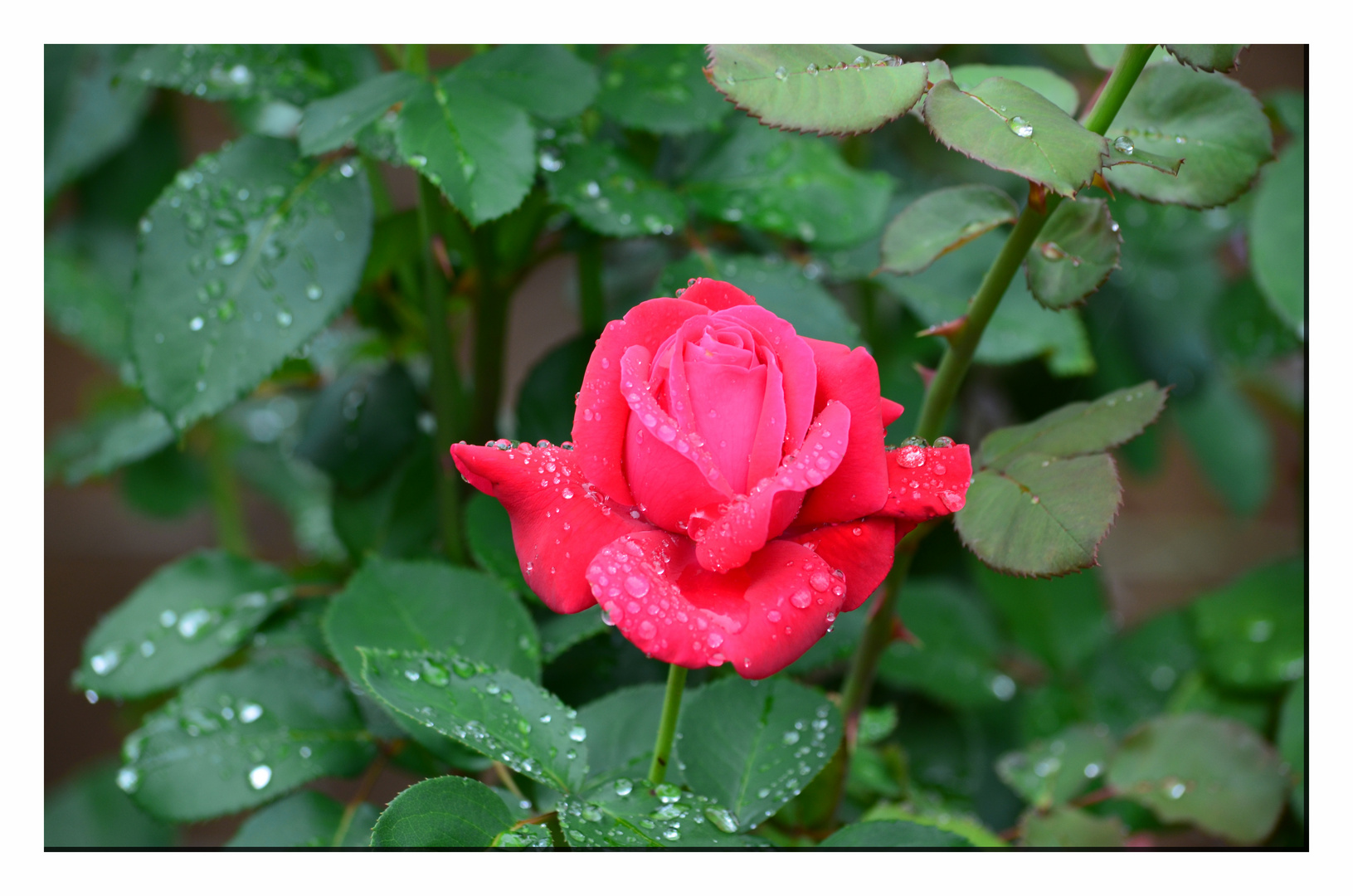 Rosa nach einem Sommerregen