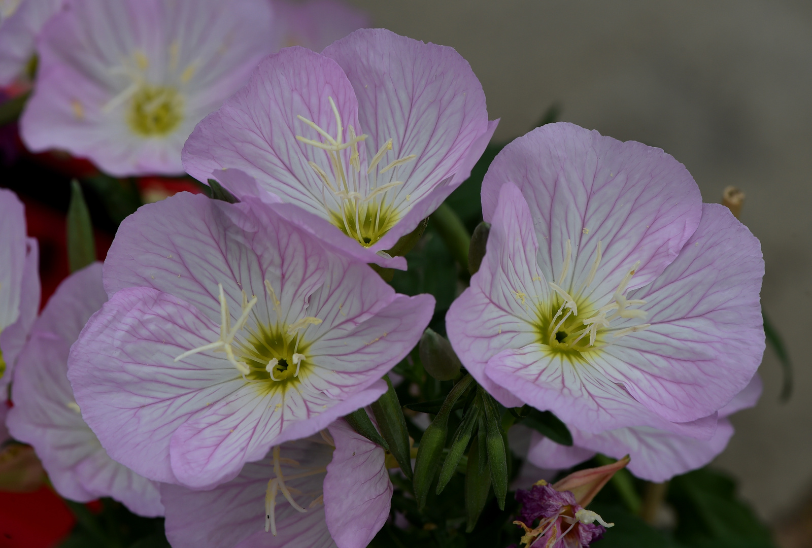 Rosa Nachtkerze