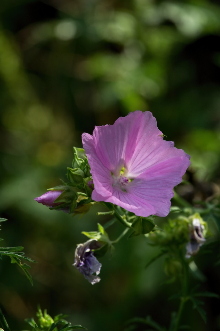 Rosa Nachtkerze (Oenothera speciosa)