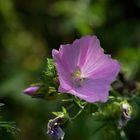 Rosa Nachtkerze (Oenothera speciosa)