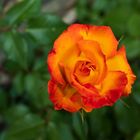 Rosa naranja