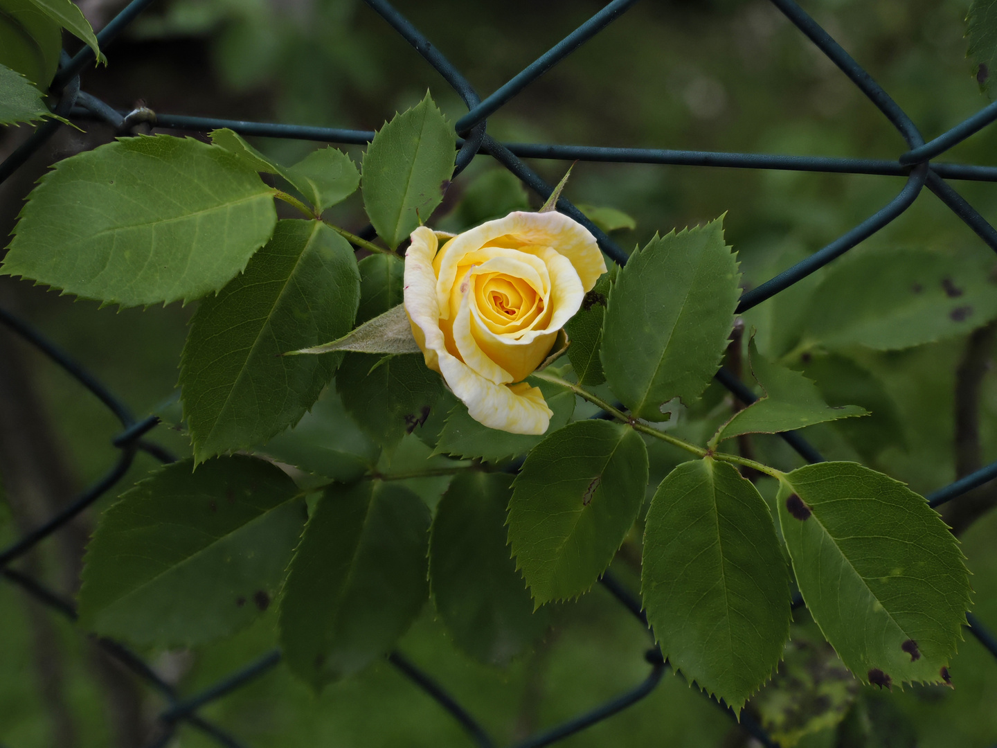 Rosa nel verde