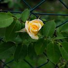 Rosa nel verde