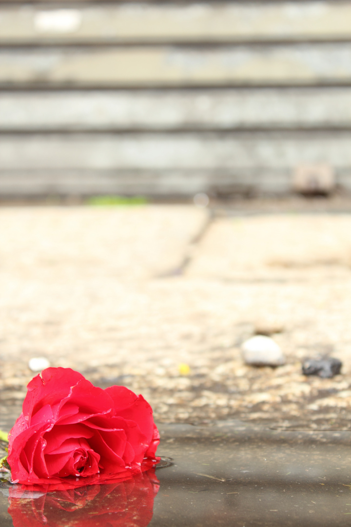 ROSA NELLA POZZANGHERA (MILANO - Stazione Centrale)