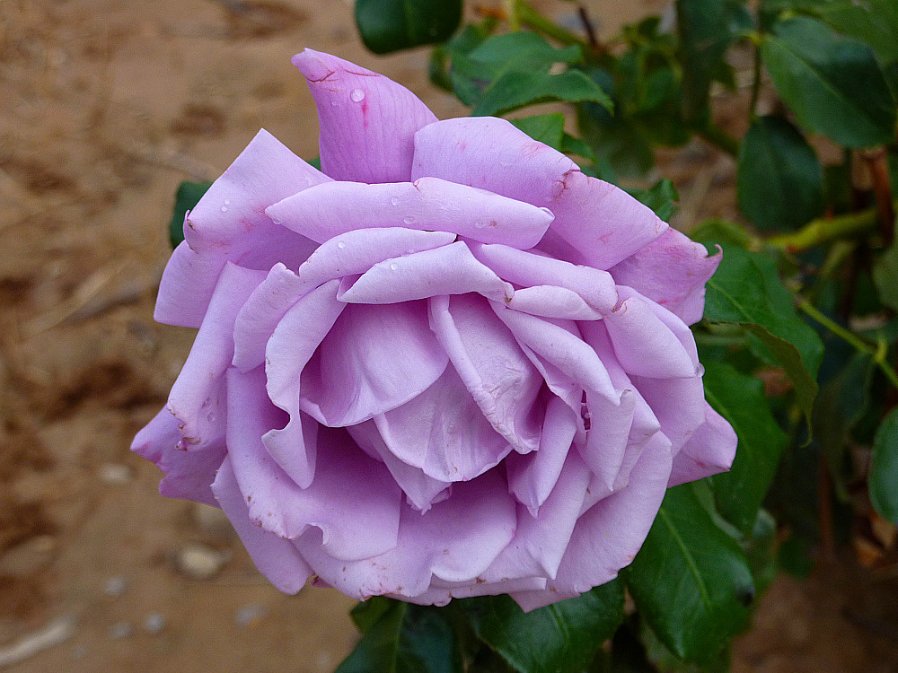 Rosa o lila?