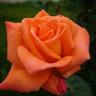 Rosa o naranja