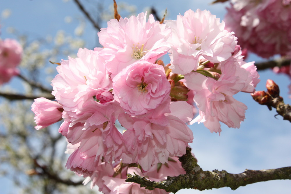 Rosa ohne Ende