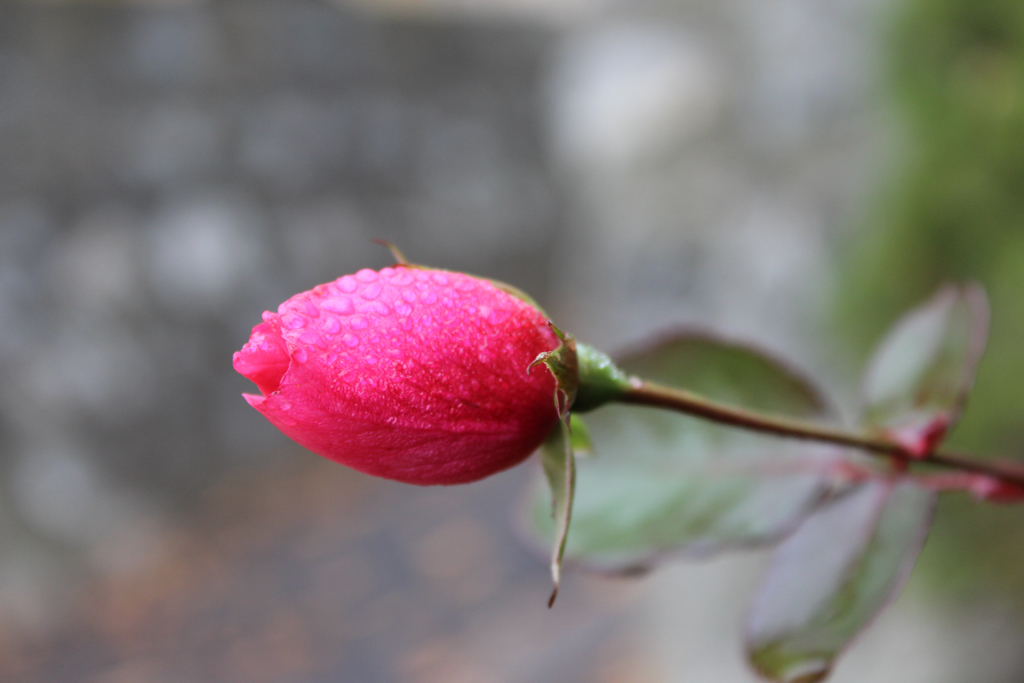 rosa Oktober Rose