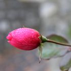 rosa Oktober Rose
