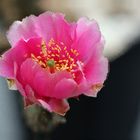 rosa Opuntie