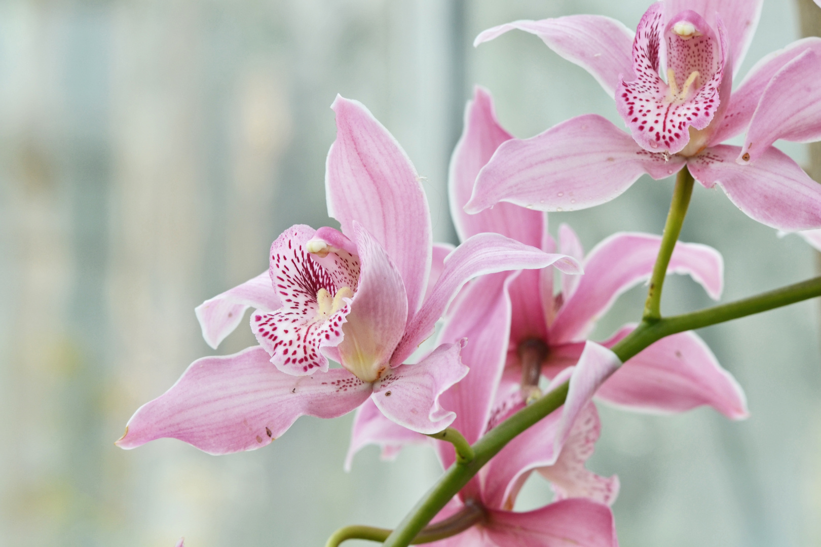 rosa Orchidee Foto & Bild | pflanzen, pilze & flechten, blüten