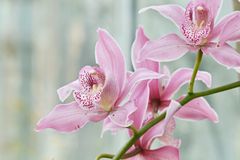 rosa Orchidee