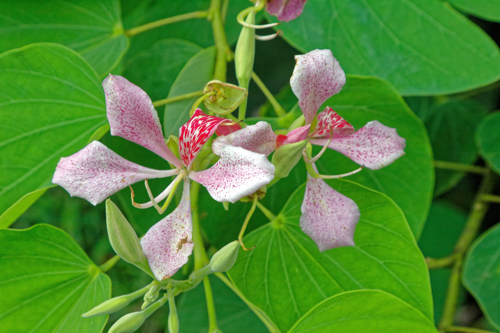 Rosa Orchideenbaum