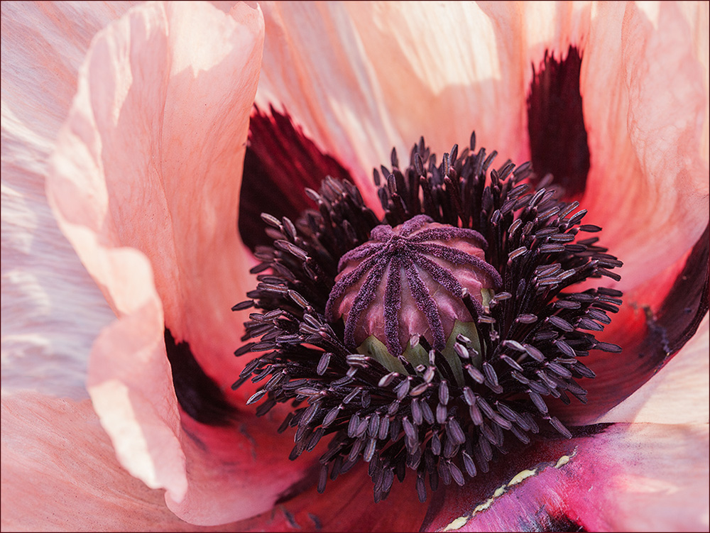 Rosa Orientalischer Mohn