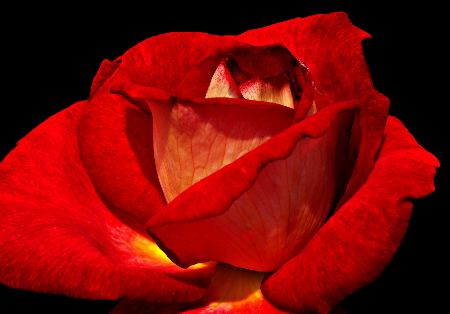 Rosa orssa