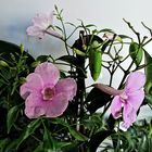 Rosa Pandorea (Pandorea jasminoides)