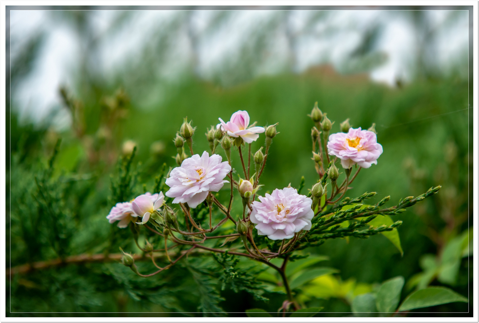 Rosa 'Paul's Himalayan Musk Rambler'