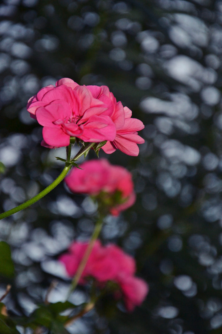 rosa Pelargonien