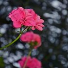 rosa Pelargonien