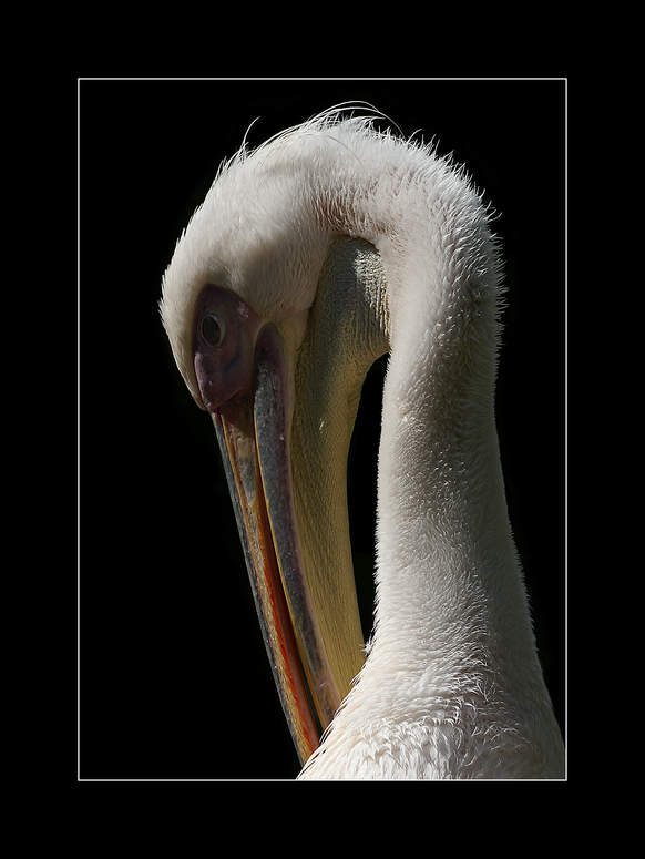 Rosa - Peli - Portrait