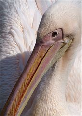 Rosa - Peli - Portrait