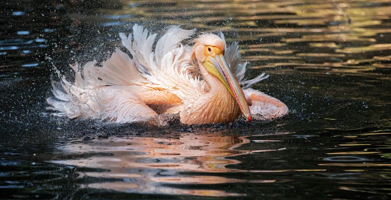 Rosa Pelikan 001 Spiegelbild 